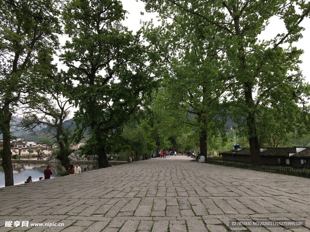 林间石板路 静谧自然景