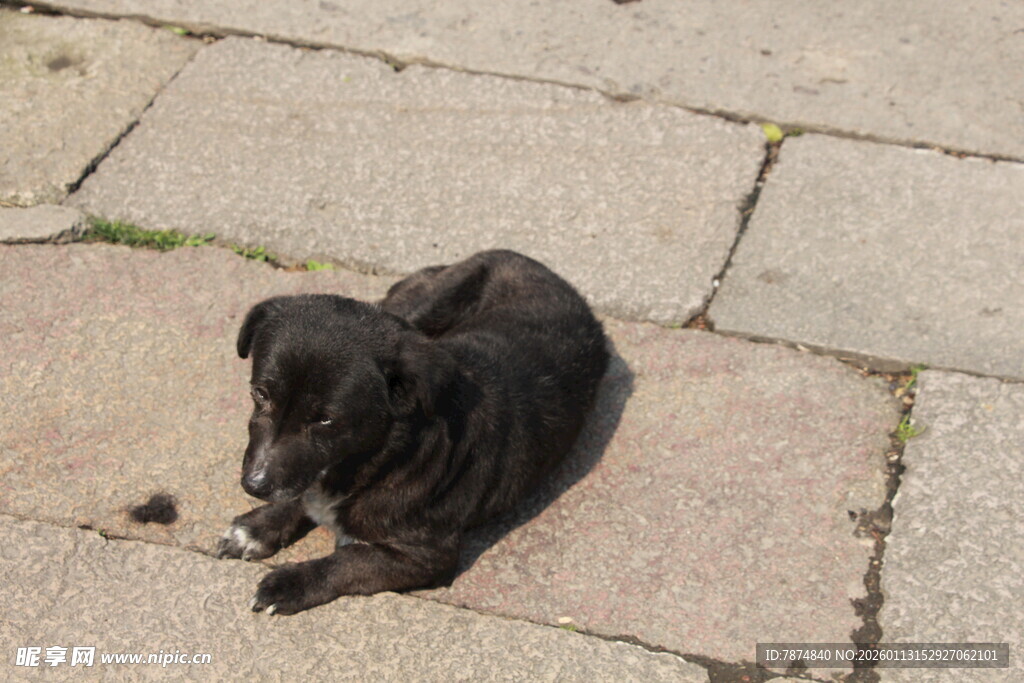 蹲坐地面的黑色小狗