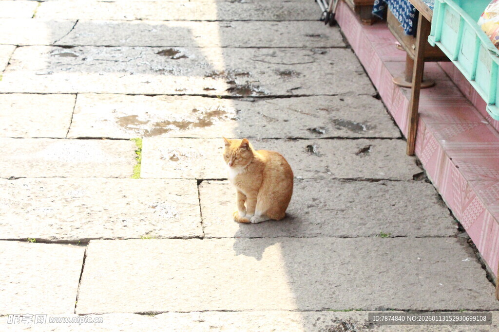 街道上独自蹲坐的橘猫