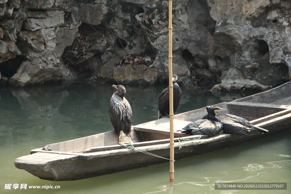 小船上的鸬鹚