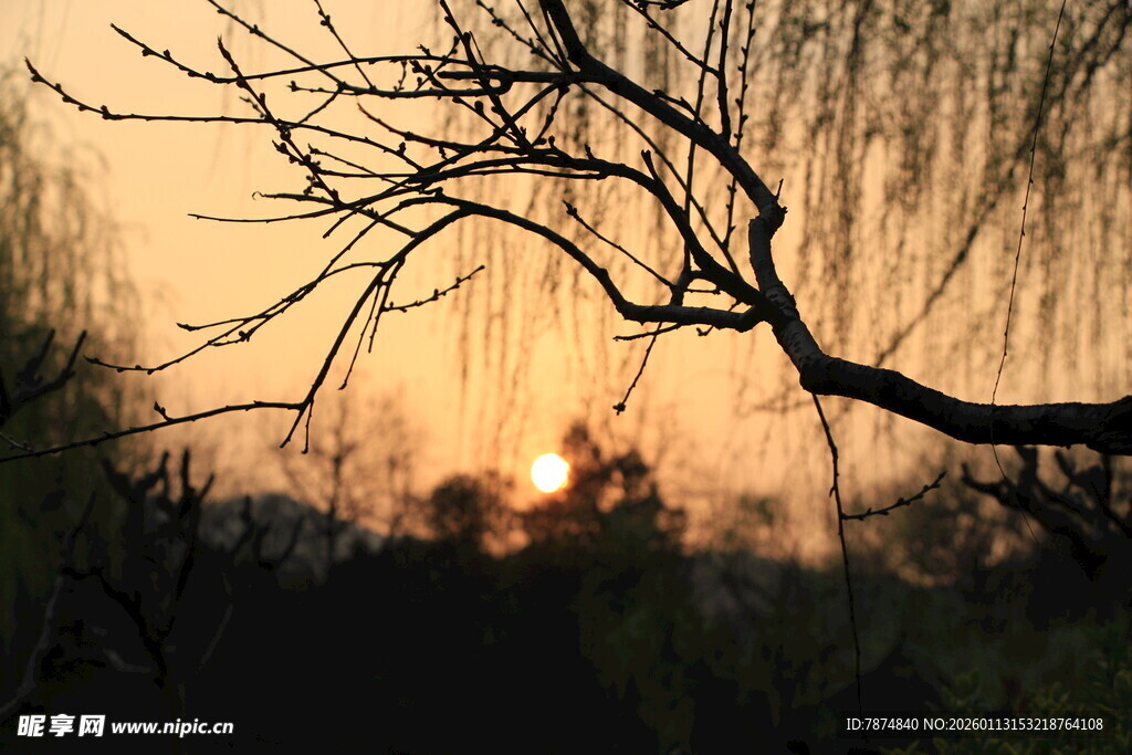 夕阳下的柳树枝条