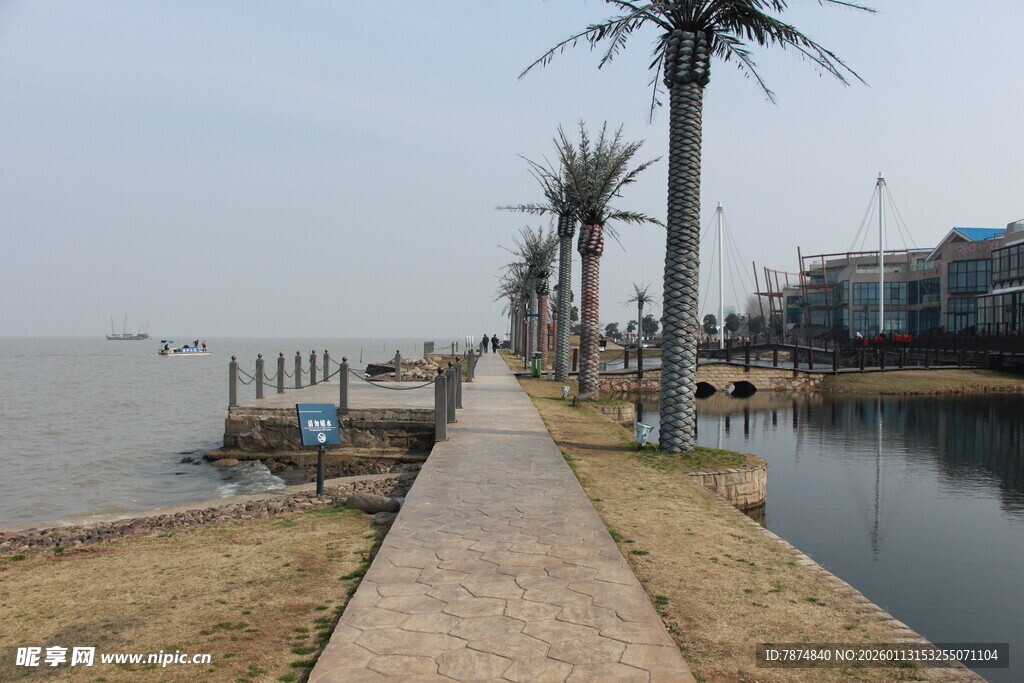 湖畔步道旁的棕榈树景观