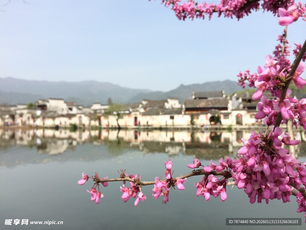 湖畔粉花映衬古朴村落