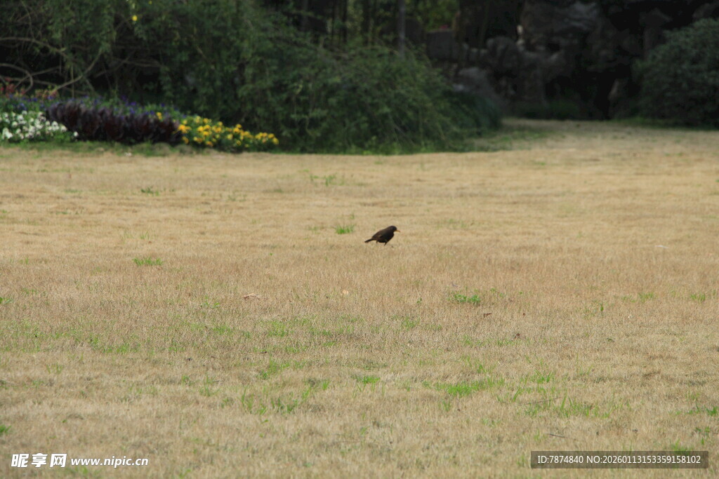 草地中的黑色小鸟