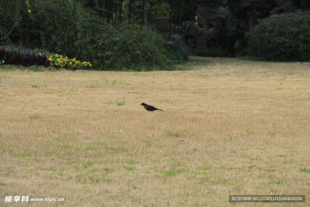 田野中独自行走的鸟儿