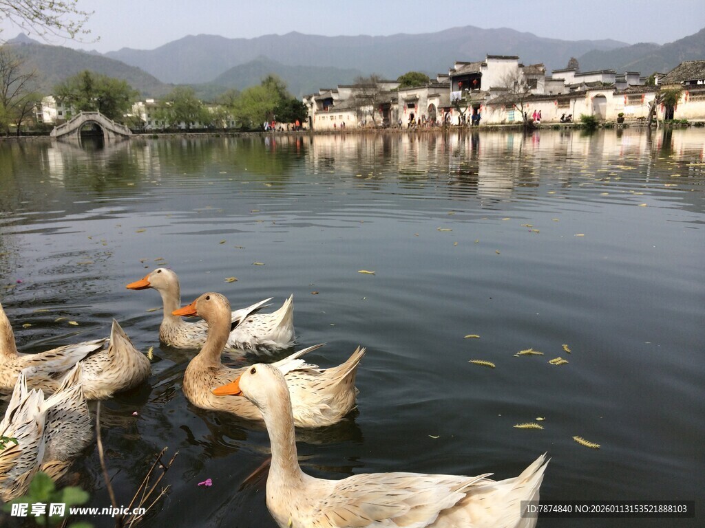 湖畔群鸭戏水的美丽景致