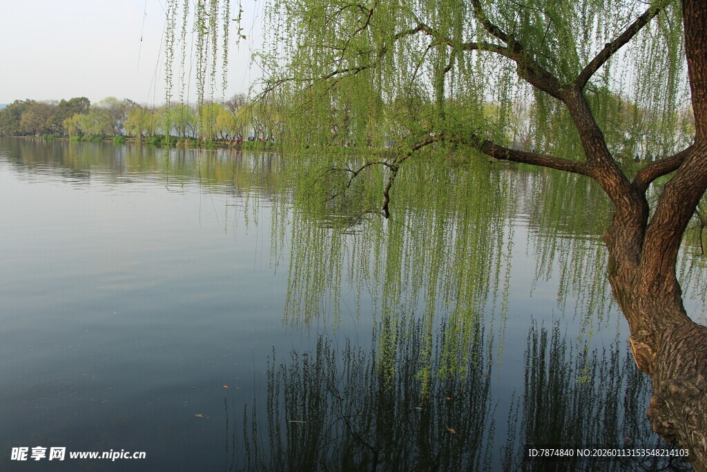 湖畔垂柳映碧水