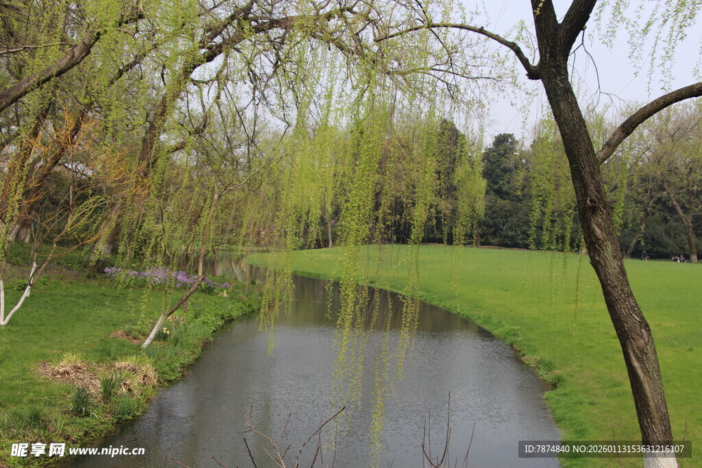 春日河畔柳色青青
