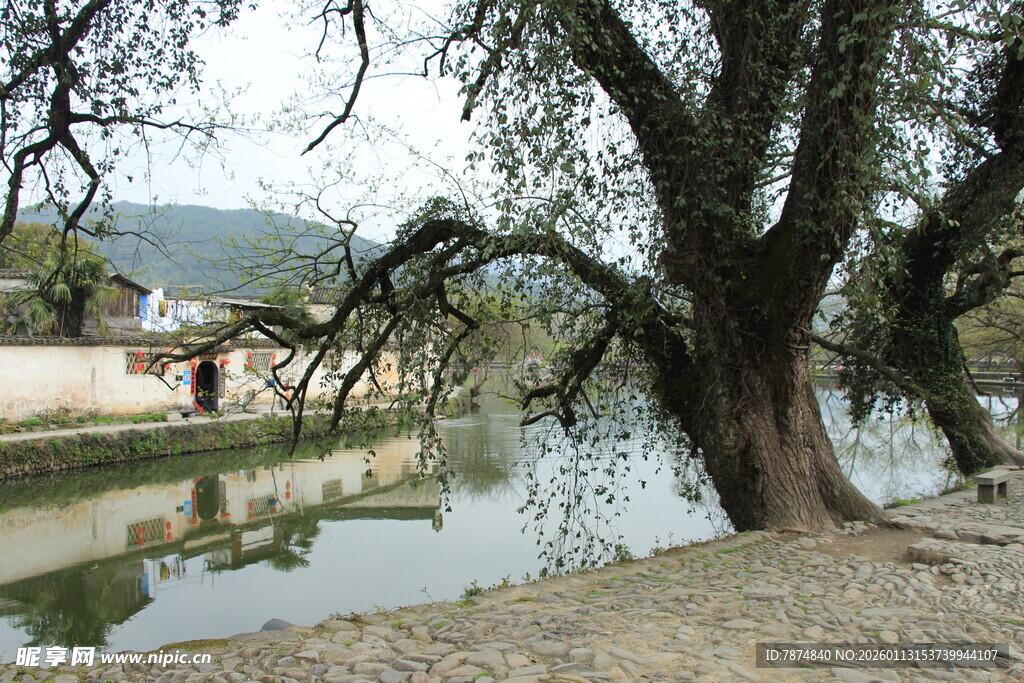 河畔老树 静谧乡村景致