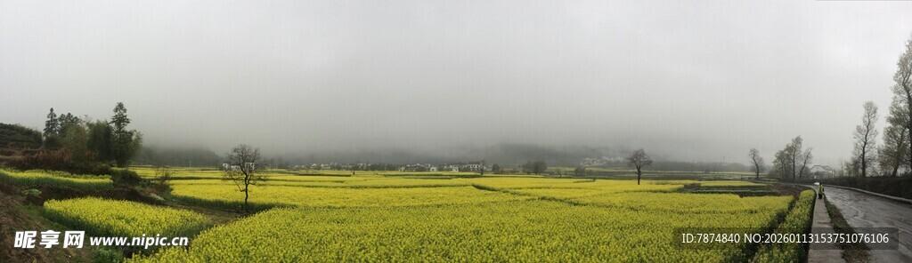 雾中油菜田美景