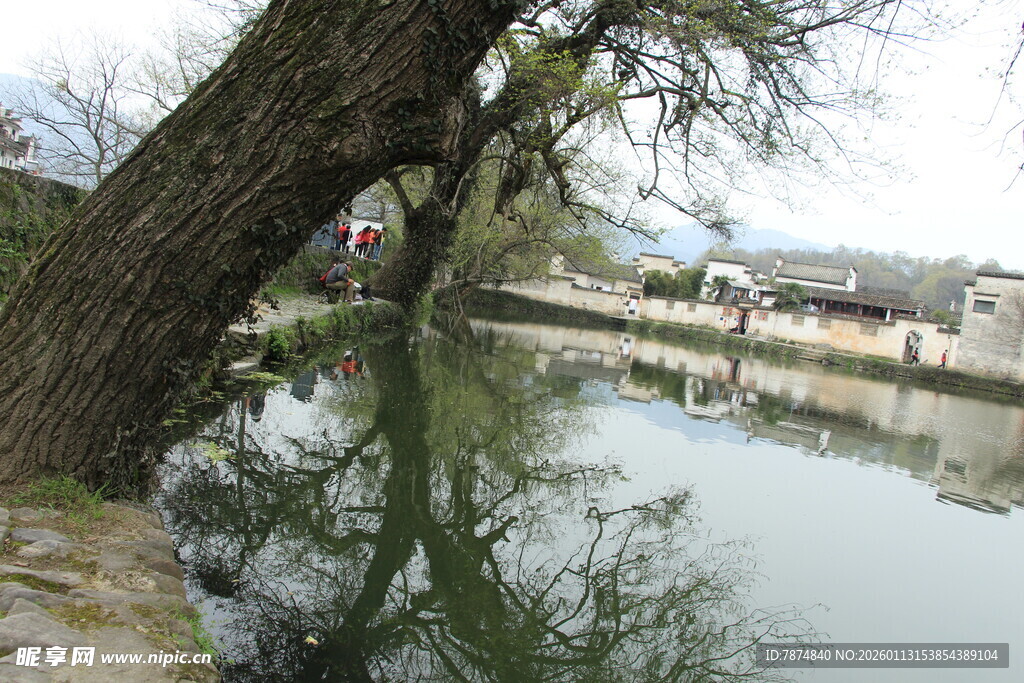 河畔垂柳 宁静水乡景致