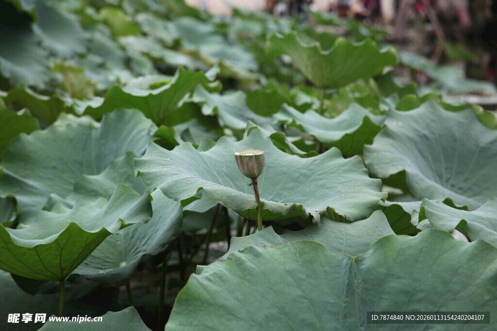 荷叶繁茂的夏日荷塘景象