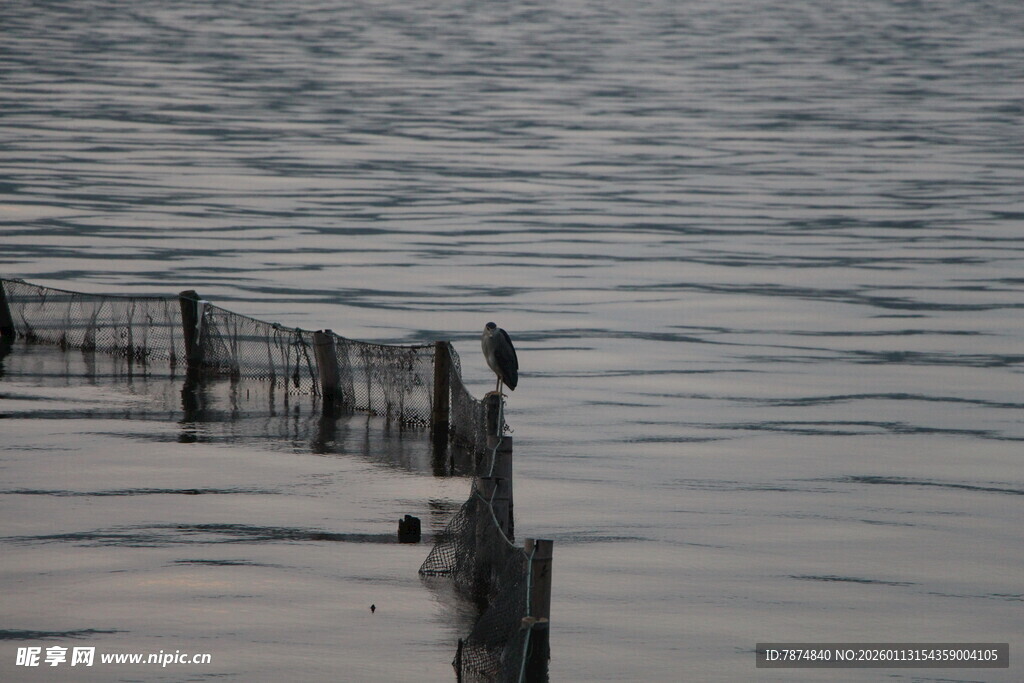 水边木桩上的孤独鸟儿
