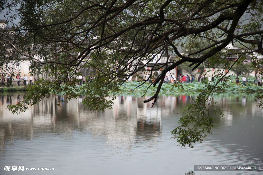 湖畔垂柳映景 静谧美好