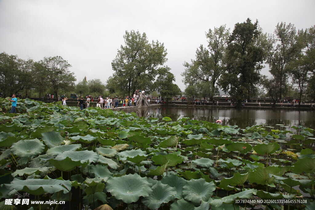 荷塘景色 绿意盎然