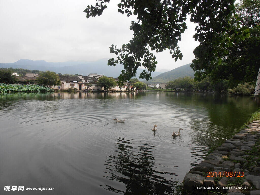 湖畔宁静风光 水鸟嬉戏
