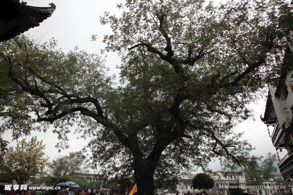 古老大树下的热闹场景