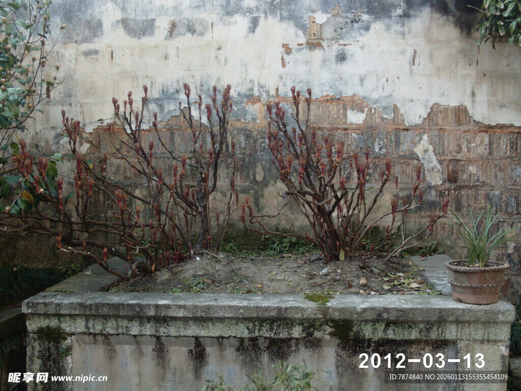 废弃墙边枯萎植物景象