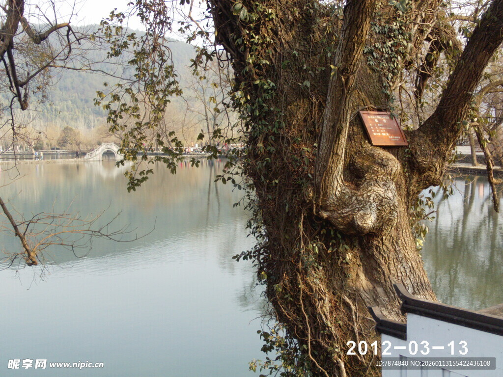 湖边老树挂鸟屋