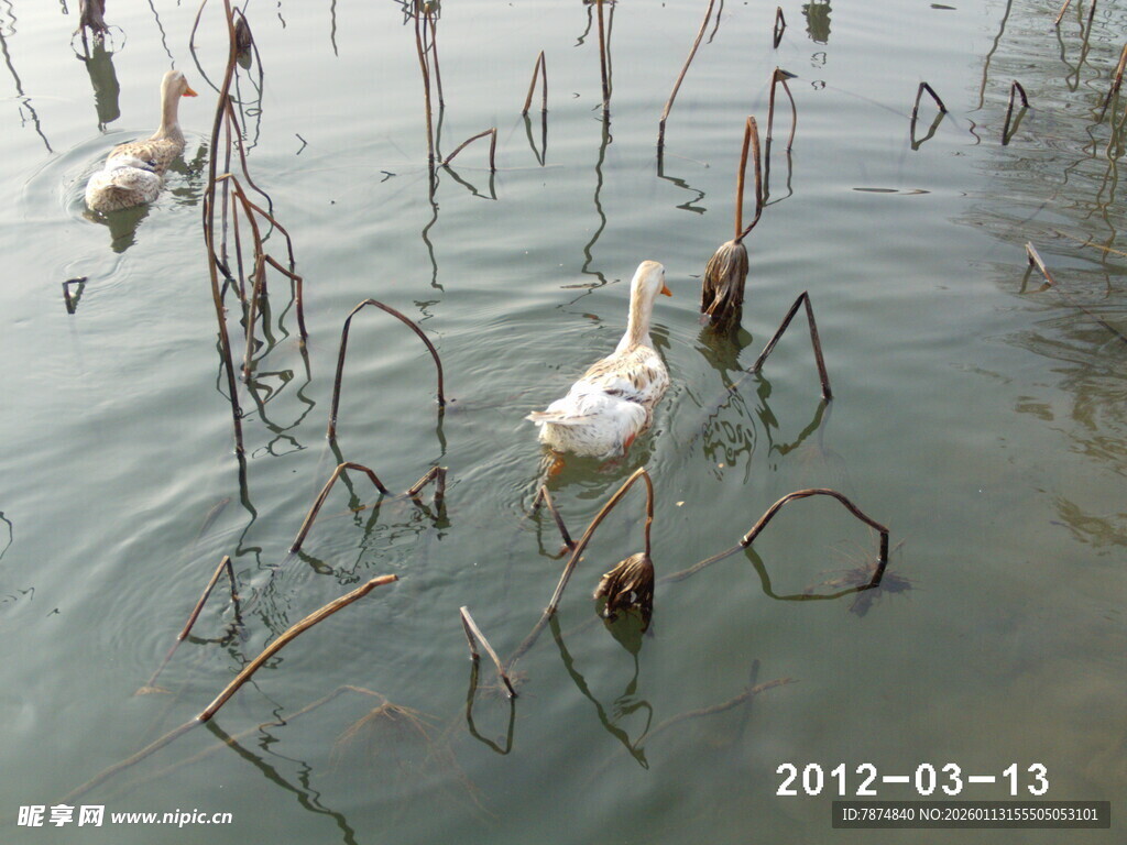 水中残荷与游弋白鸟