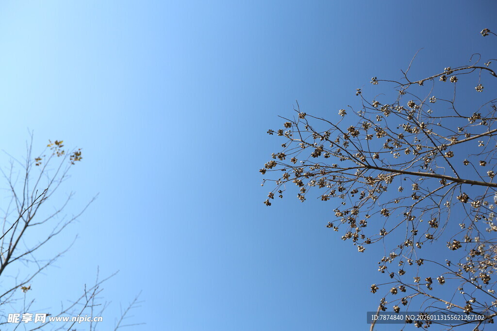 蓝天映衬下的稀疏树枝