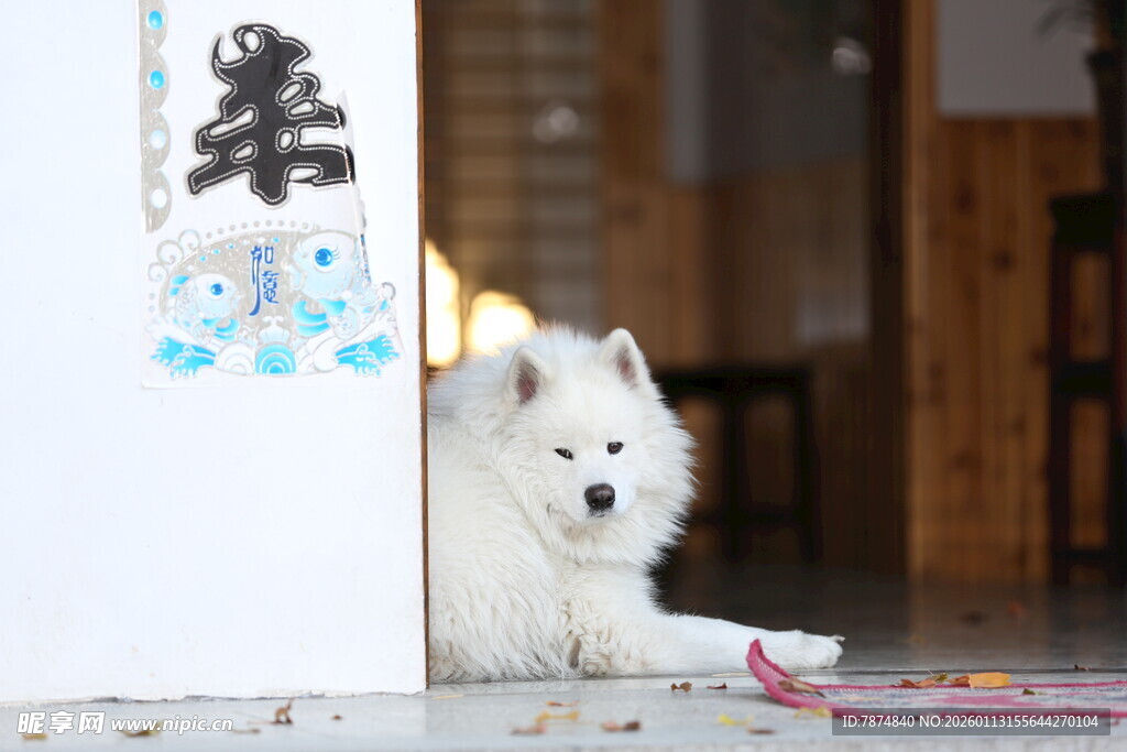 萨摩耶躲门后好奇张望