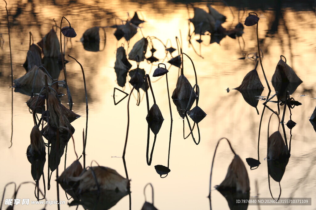 残荷剪影 夕阳下的诗意画面