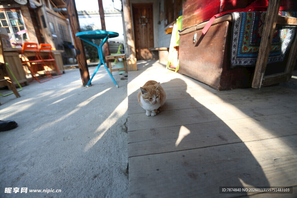 阳光下的猫咪于店铺前