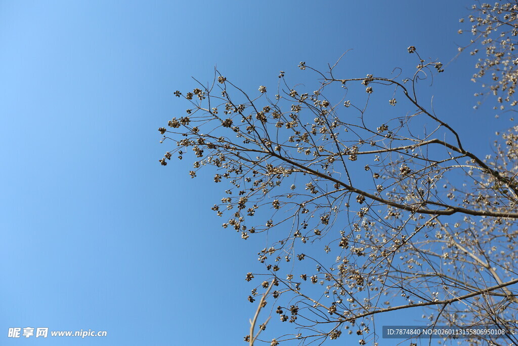 蓝天映衬下的稀疏树枝
