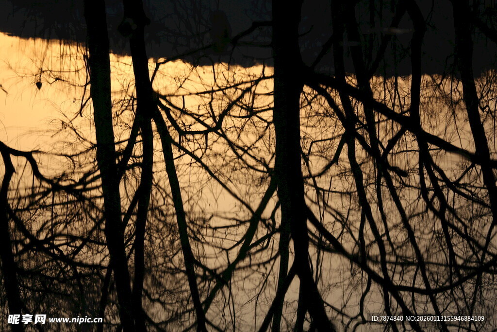 夕阳下的枯树枝影