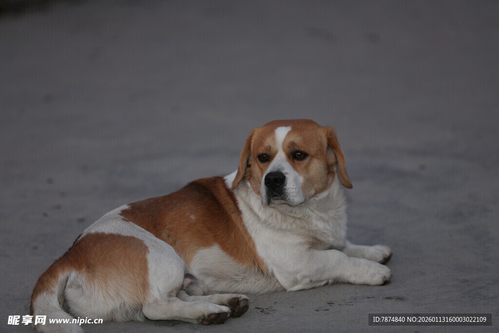 趴着的棕白相间小狗