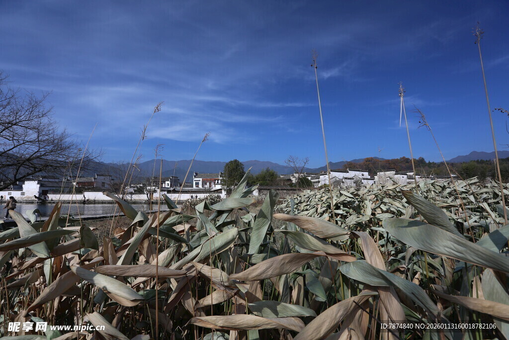 冬日田野里的废弃植物堆