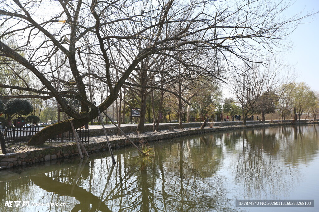 春日湖畔垂柳倒影美景