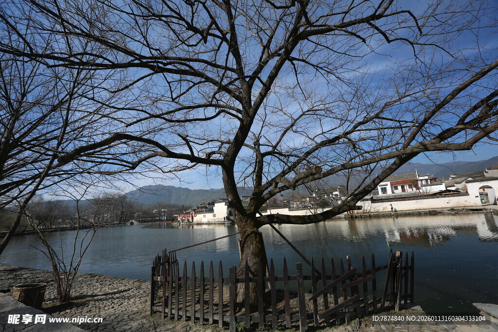 冬日湖边枯树与远处建筑