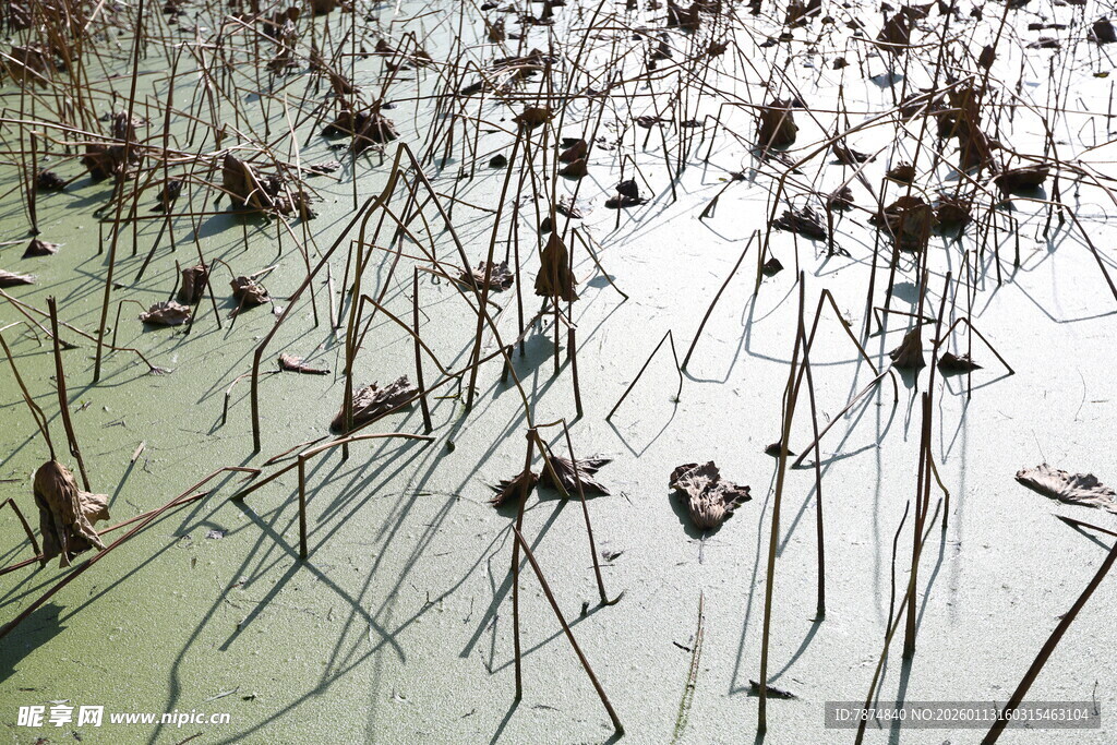 残荷立于水面的萧瑟景象