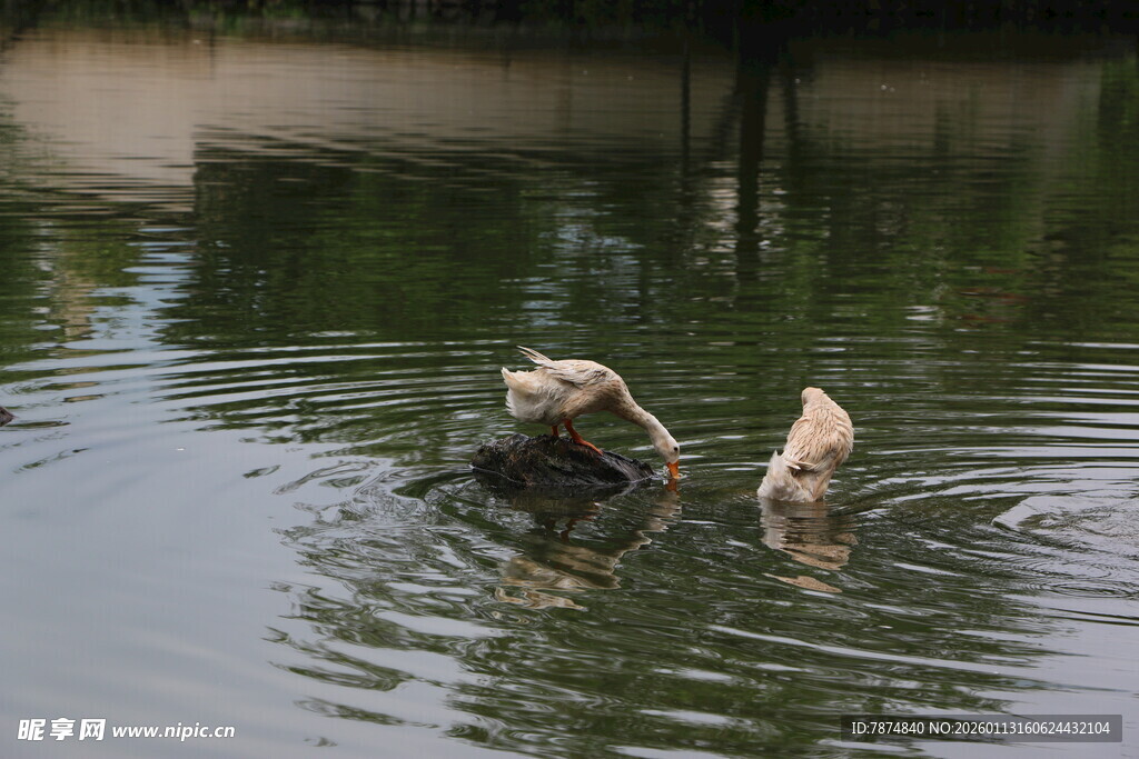 水中双鸟嬉戏