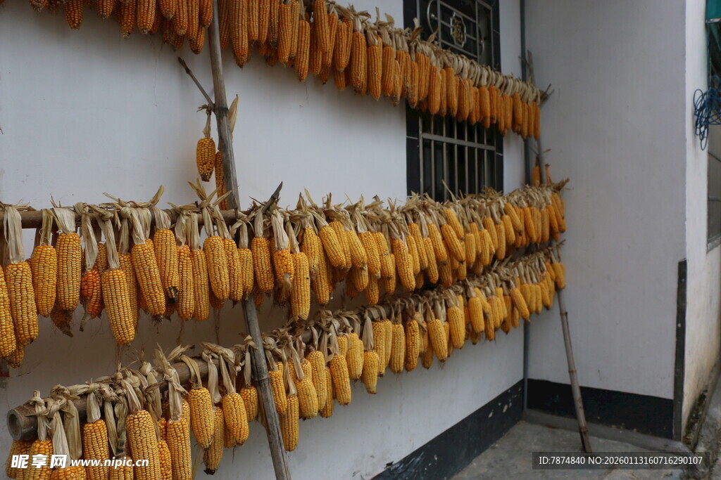 室内悬挂的金黄玉米串
