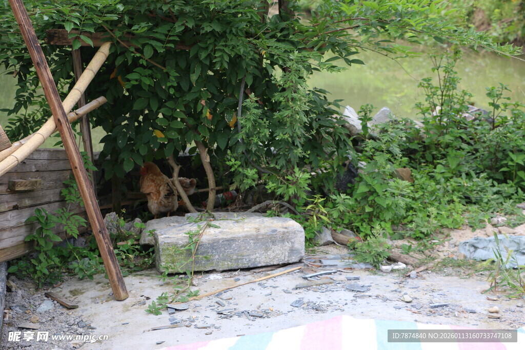 庭院角落的自然景致