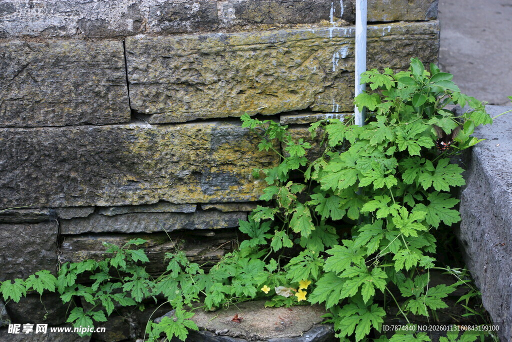 石缝间的翠绿藤蔓