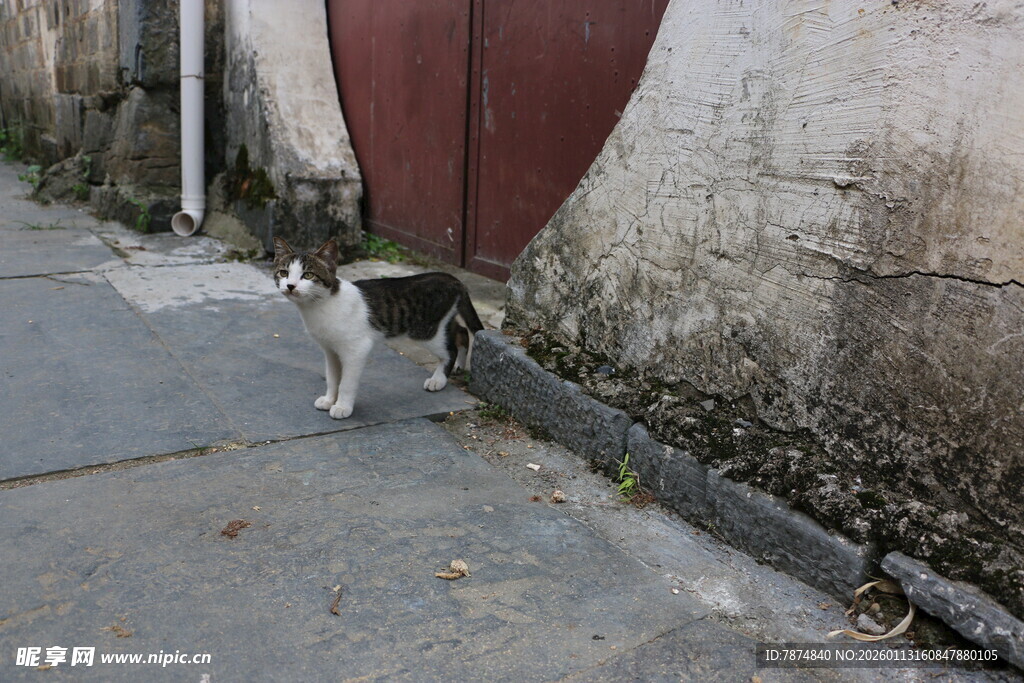 墙边小猫