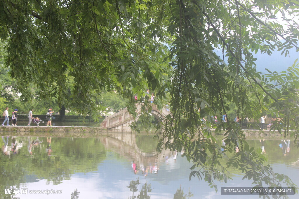 湖畔垂柳映景 静谧美好