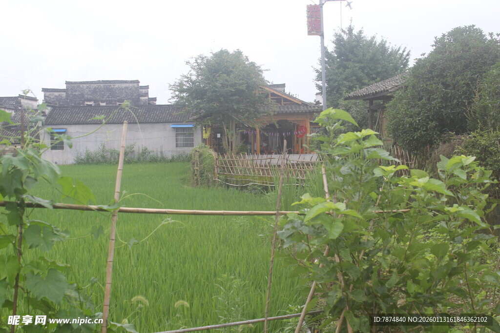 乡村田园风光 绿意盎然