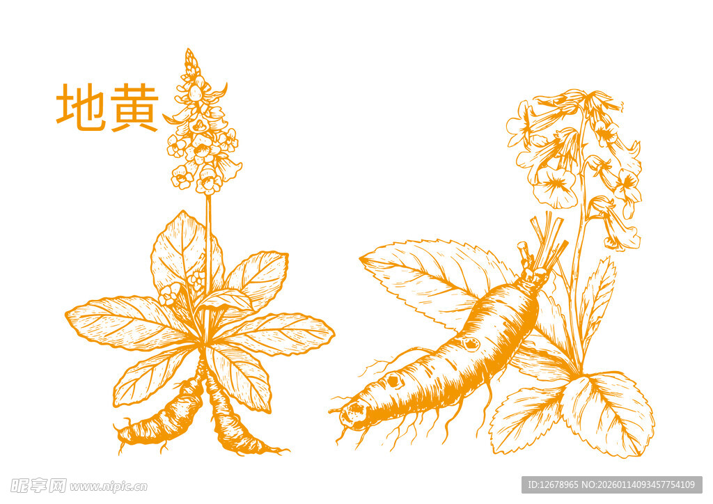 地黄植物手绘插画