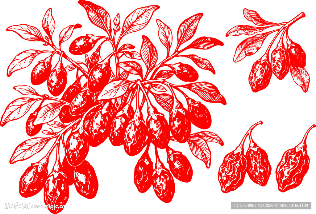手绘枸杞植物插画元素