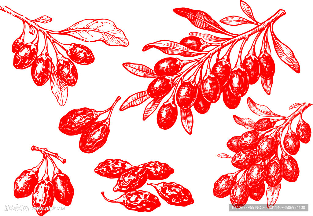 手绘红色枸杞枝叶果实图