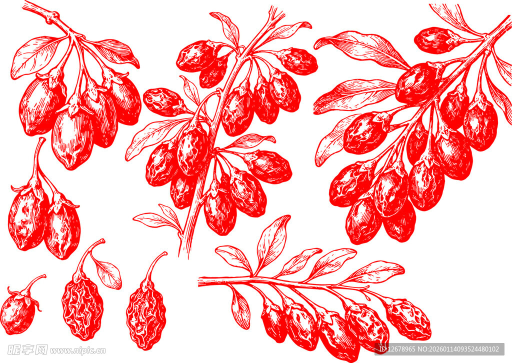 手绘枸杞果实枝叶图案