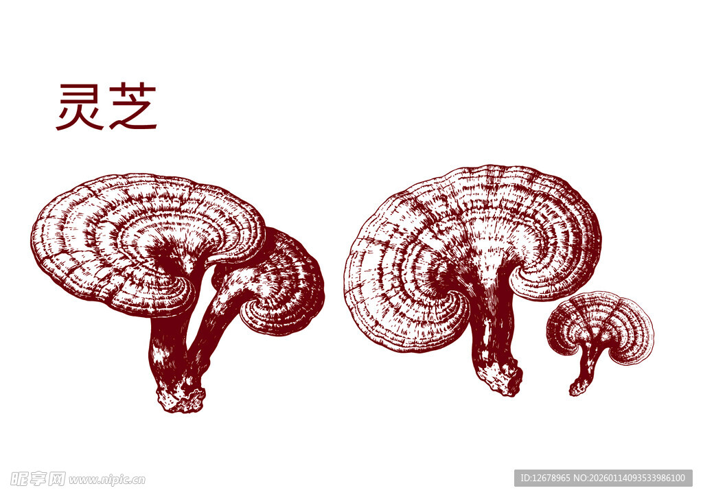 手绘灵芝图案展示