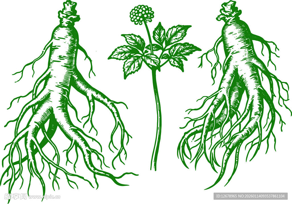 手绘人参植物根茎叶图示