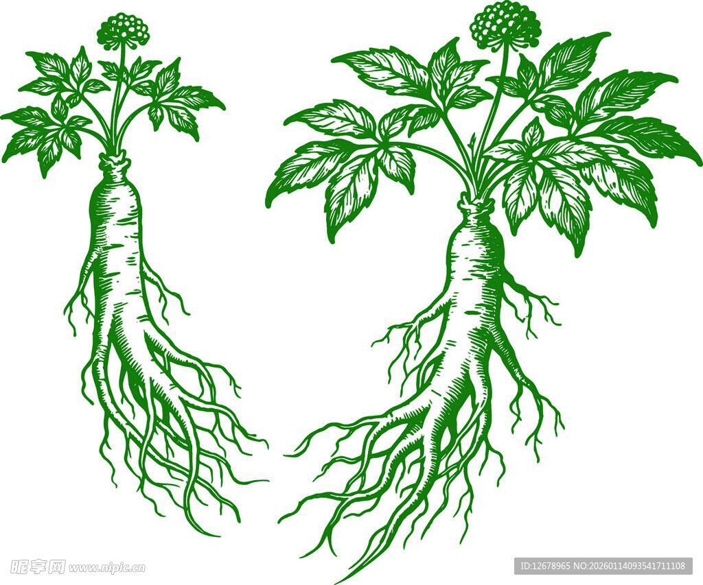 手绘植物根系图