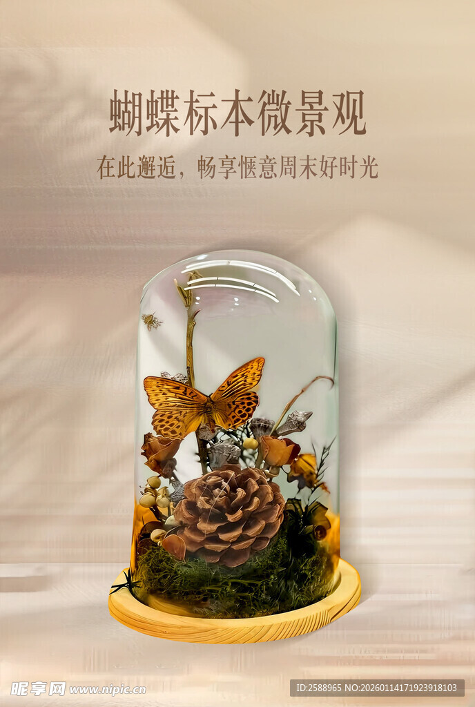 蝴蝶标本微景观摆件